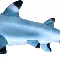 Shark Blacktip